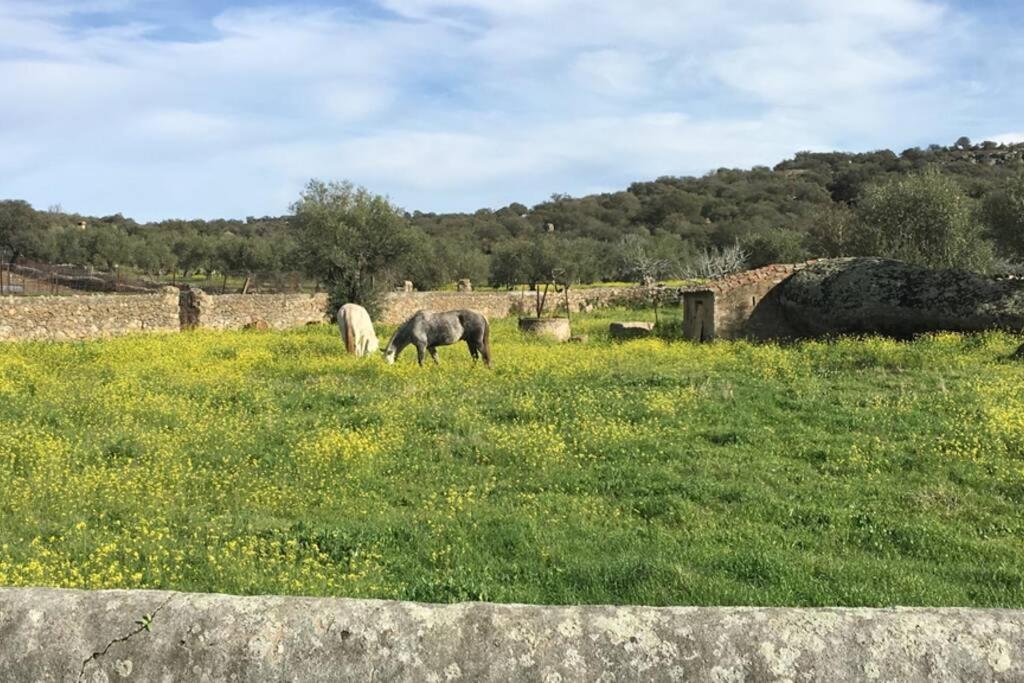 Plasenzuela Casa - Apartamento Rural La Tahona Del Abuelo المظهر الخارجي الصورة